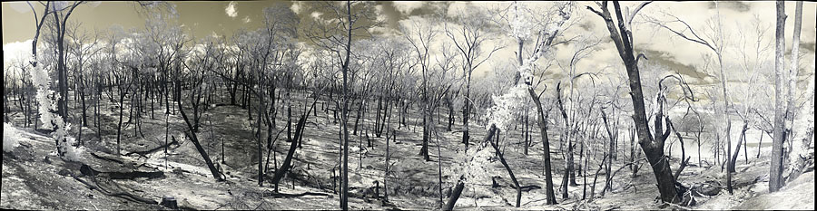 Infrared panorama of bushfire area Bushfire area. 37,867 x 9,785 or 371MP