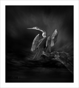 The International Loupe Awards WINNERS ANNOUNCED!