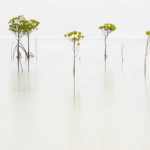 Mark Hopgood Open 5th Landscape