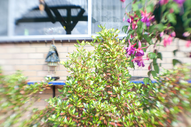 Lensbaby Composer Lens Tests