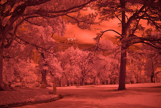 unconverted digital infrared image