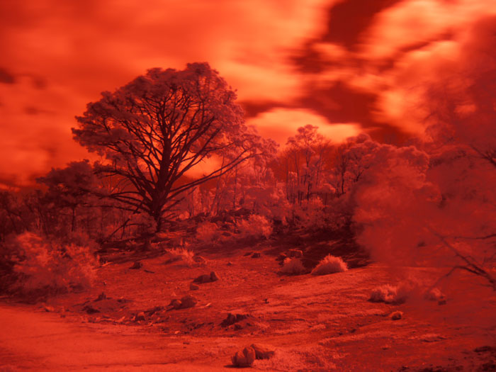 Panasonic Lumix G1 infrared image Straight out of the camera, this is how it looks