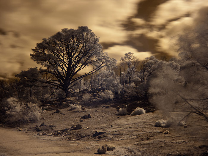 Panasonic Lumix G1 infrared with adjusted white balance With a custom white balance in ACR
